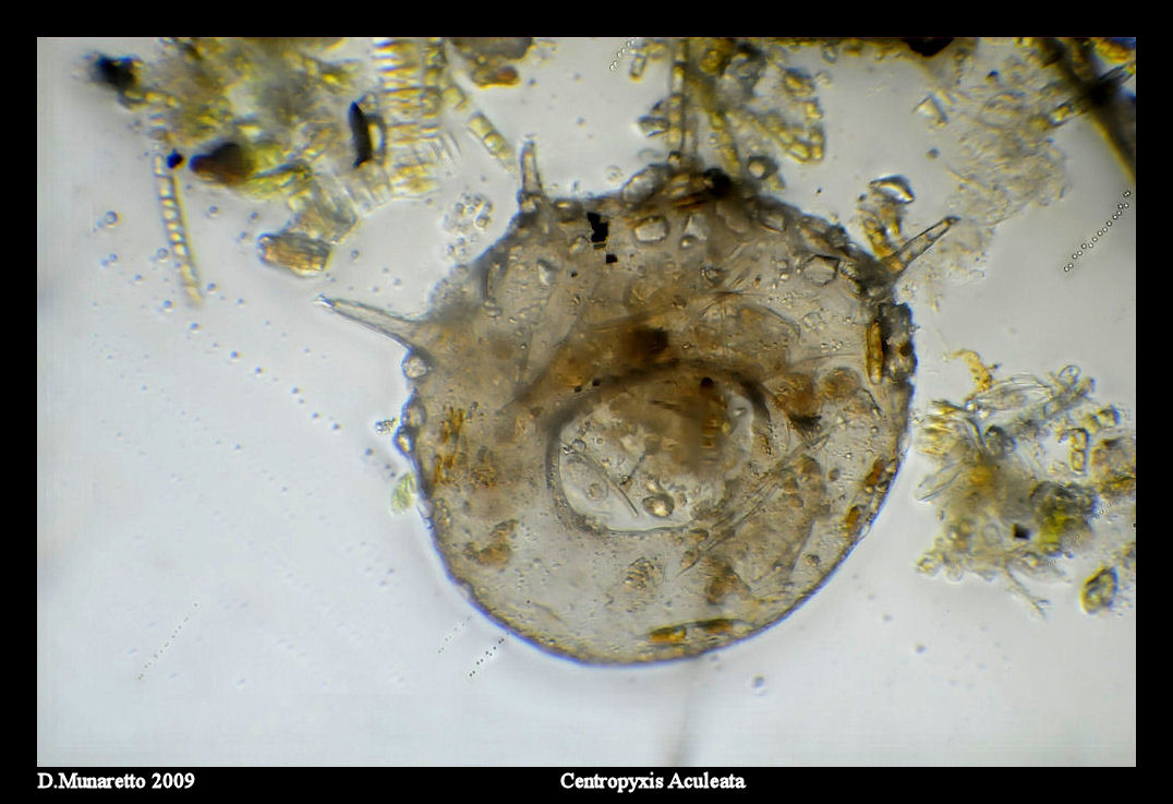 Visto che c''...Centropyxis aculeata